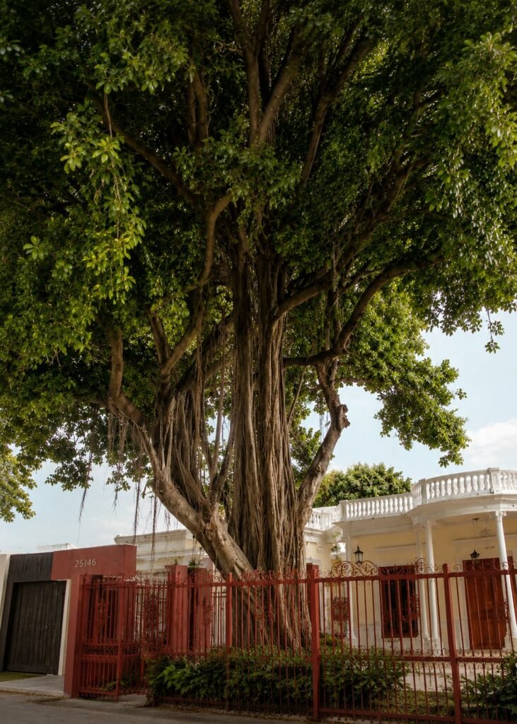 Árbol de caucho de más de 200 años en la entrada del hotel Rey Colonial 1910