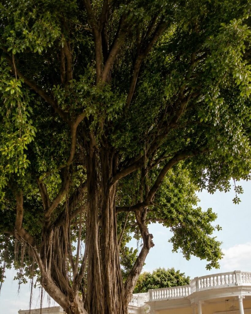 Rubber tree more than 200 years old in front of the Rey Colonial 1910 hotel